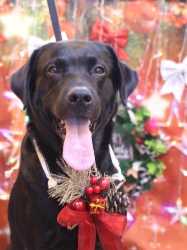 20231214フックくん